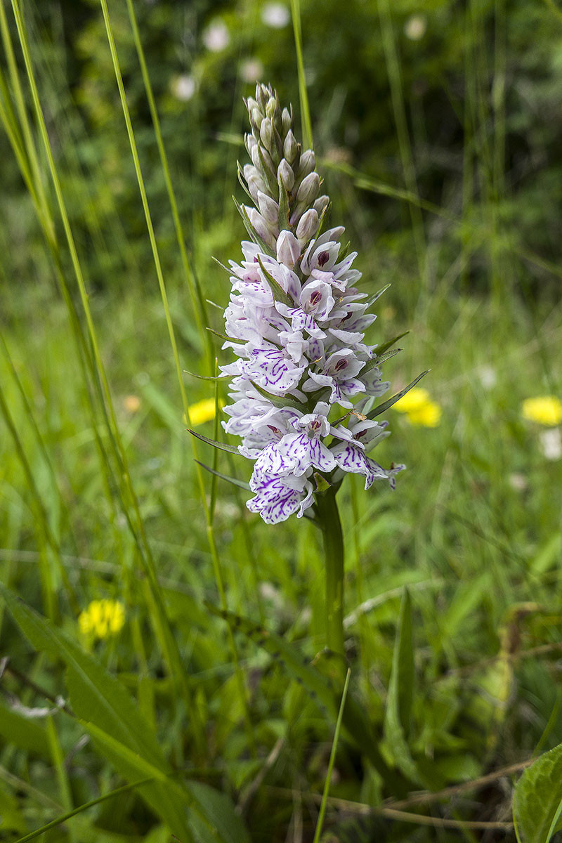 _DSC8011.jpg