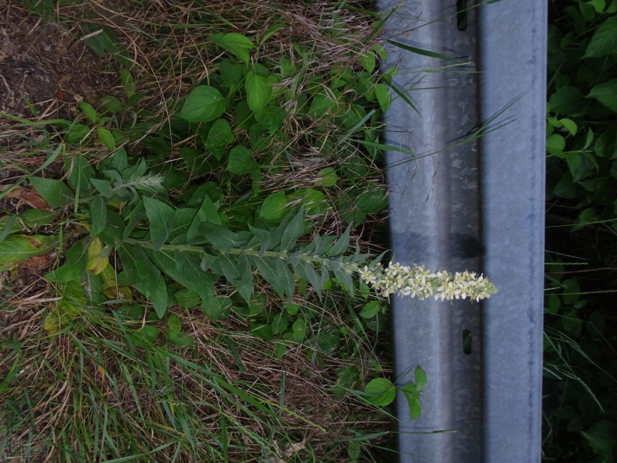 DSC01517.JPG