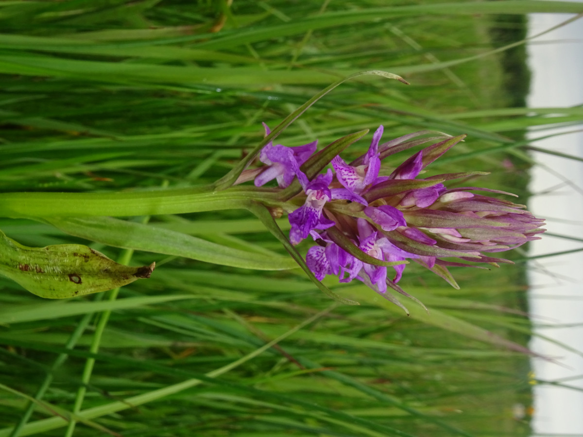 DSC01471.JPG