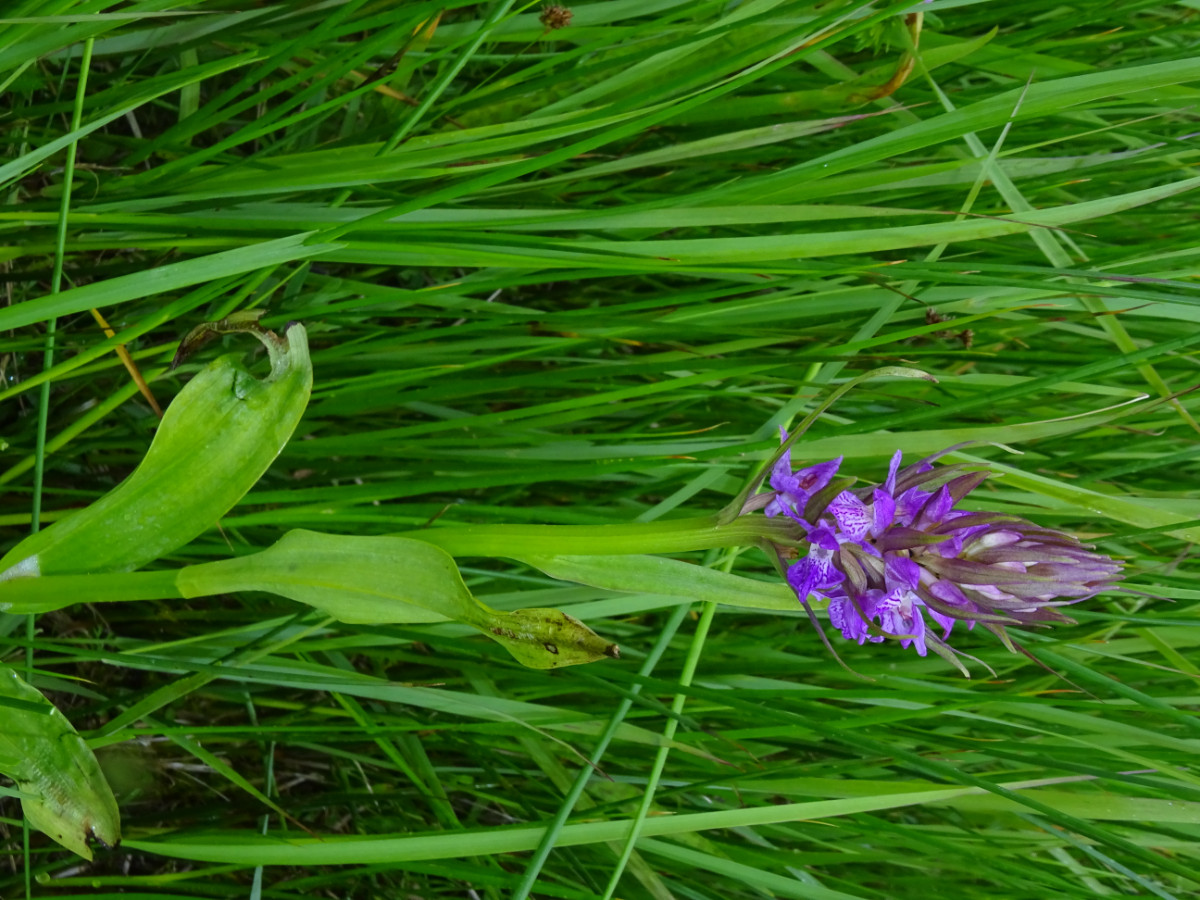 DSC01473.JPG
