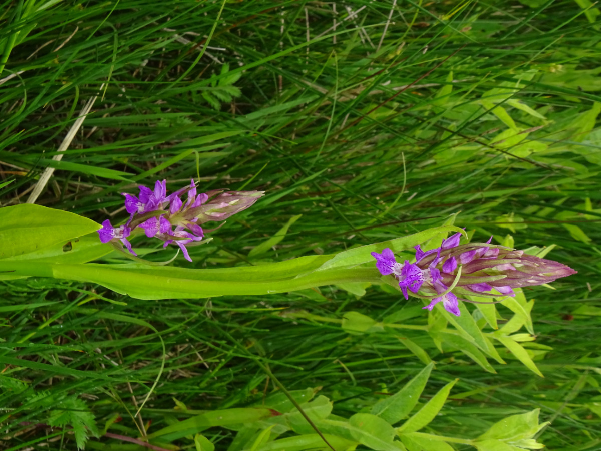 DSC01475.JPG