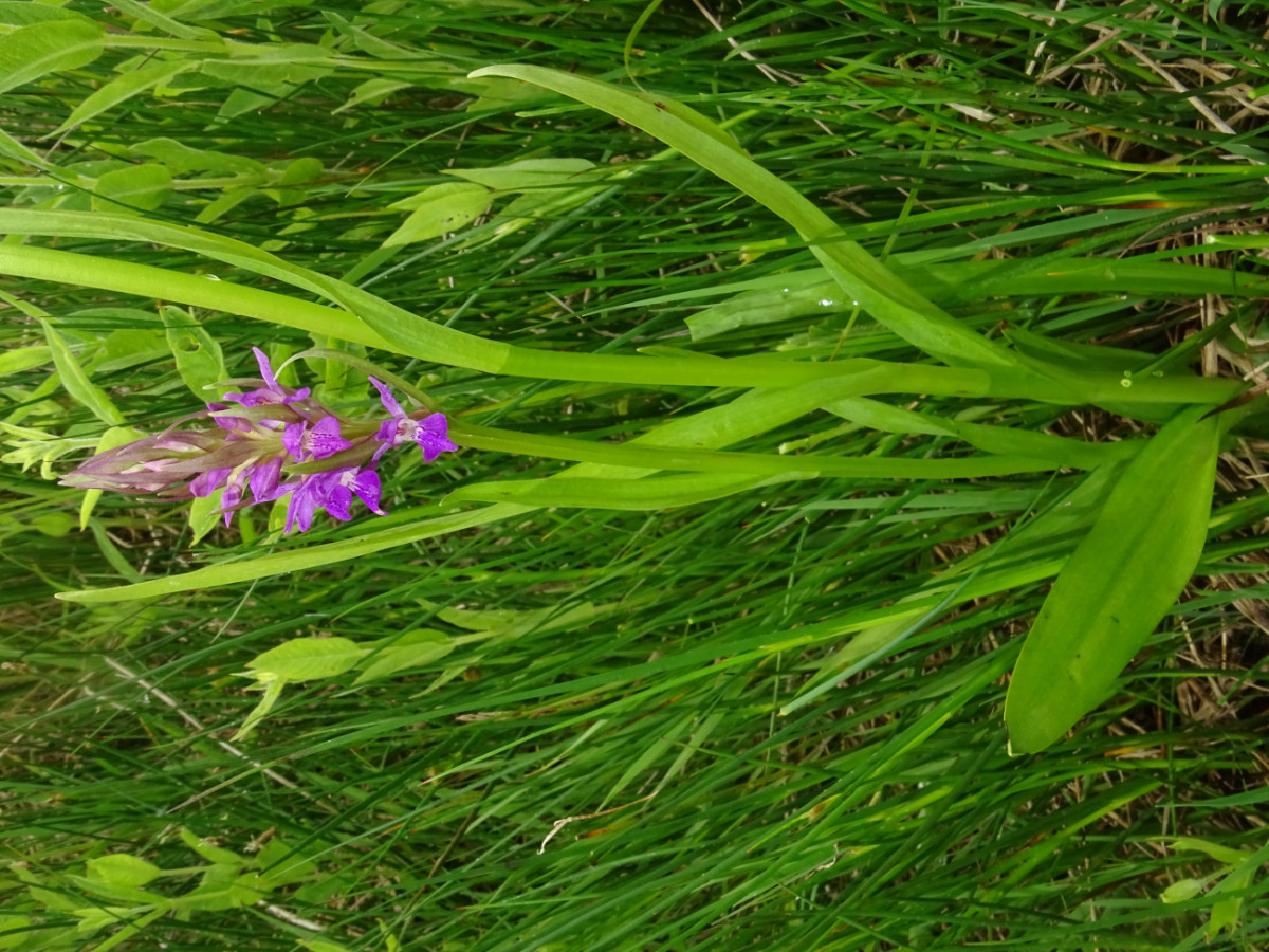DSC01477.JPG