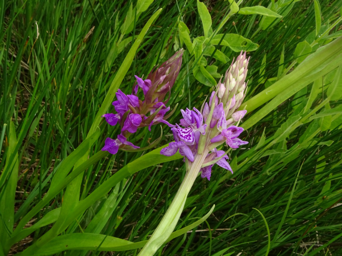 DSC01478.JPG