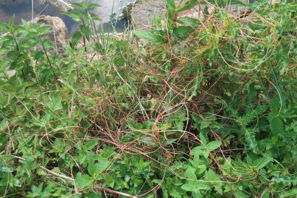 Cuscuta 3-Bad Kissingen_2025-05-30.jpg