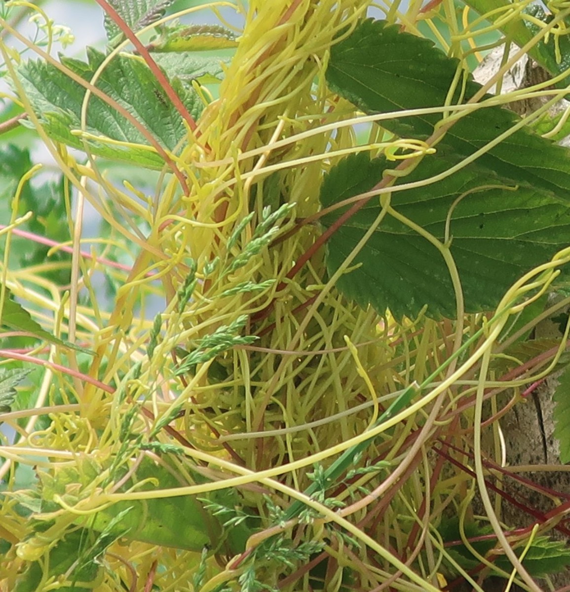 Cuscuta 6-Bad Kissingen_2025-05-30.jpg