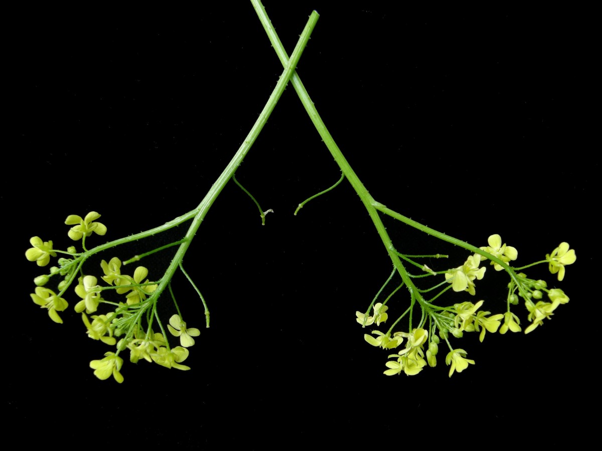 Bunias Anaphyse.JPG