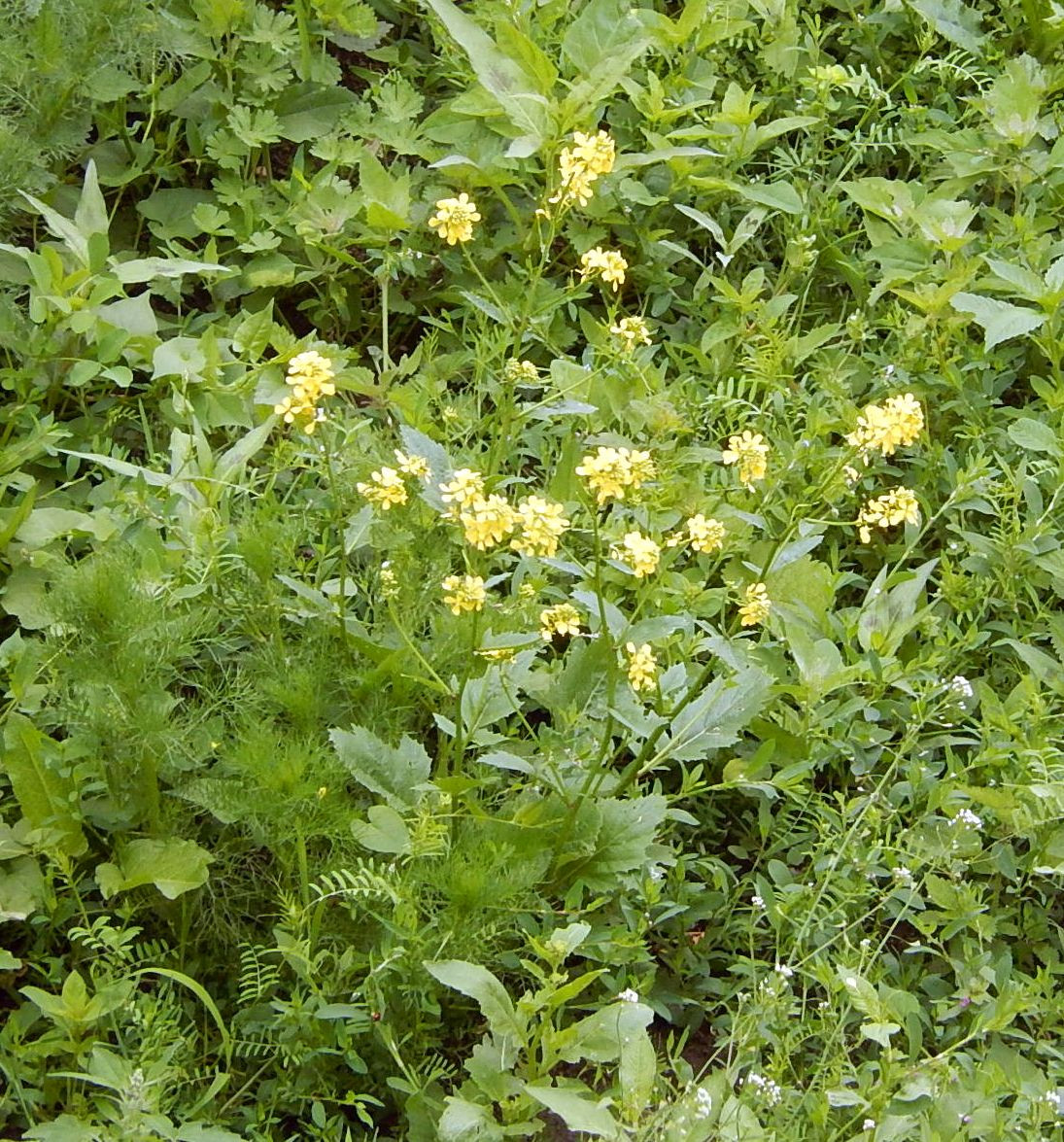 DSCN6355.JPG