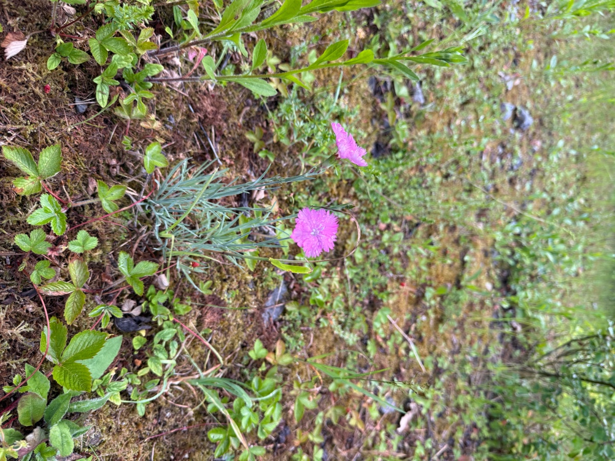 IMG_6901.jpeg