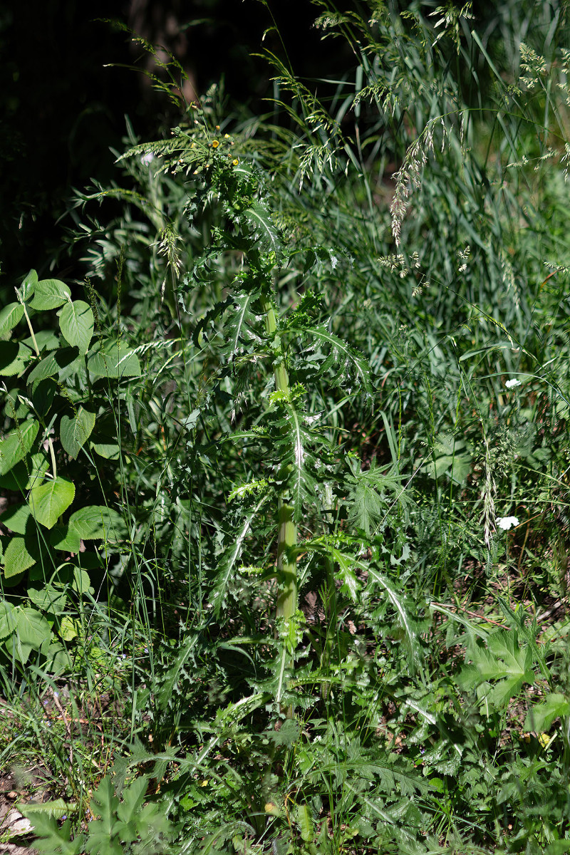 Sonchus FRAGE_9777.jpg