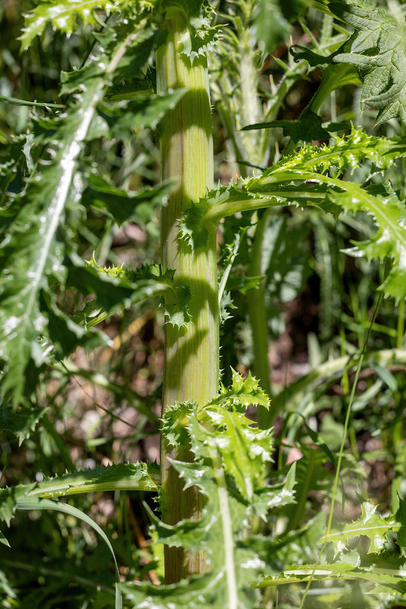Sonchus_FRAGE_9936.jpg