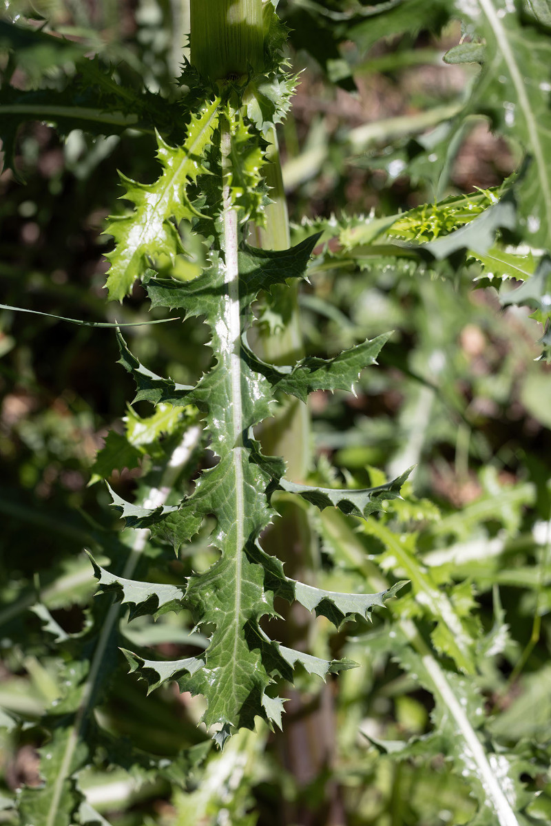 Sonchus_FRAGE_9938.jpg