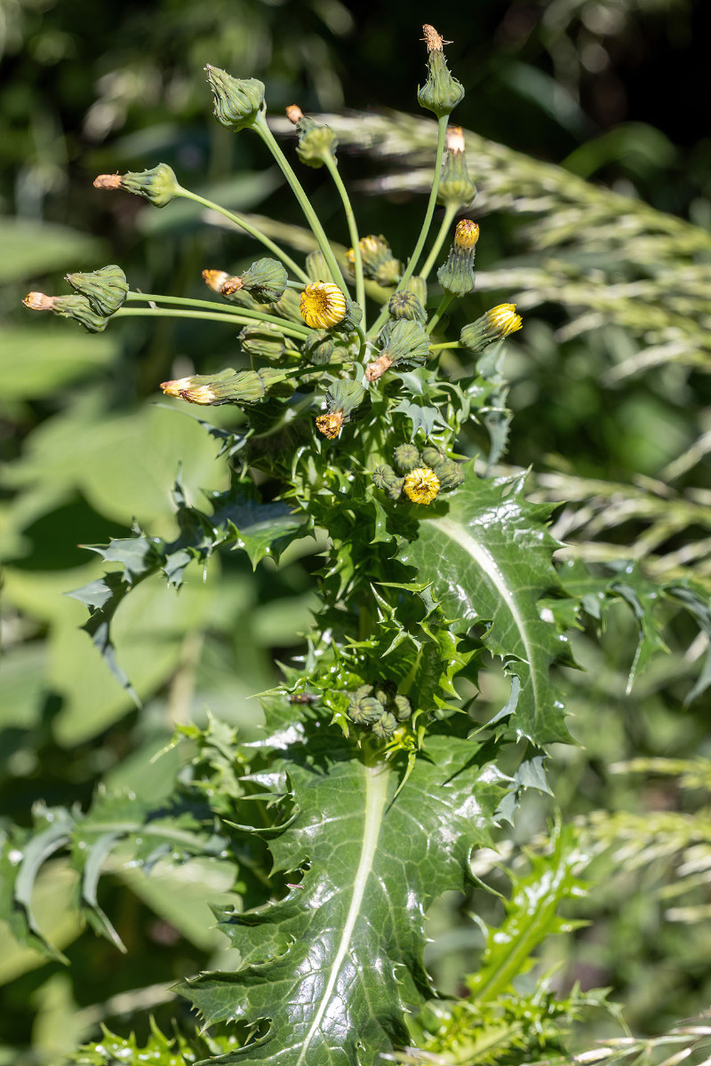 Sonchus_FRAGE_9941.jpg
