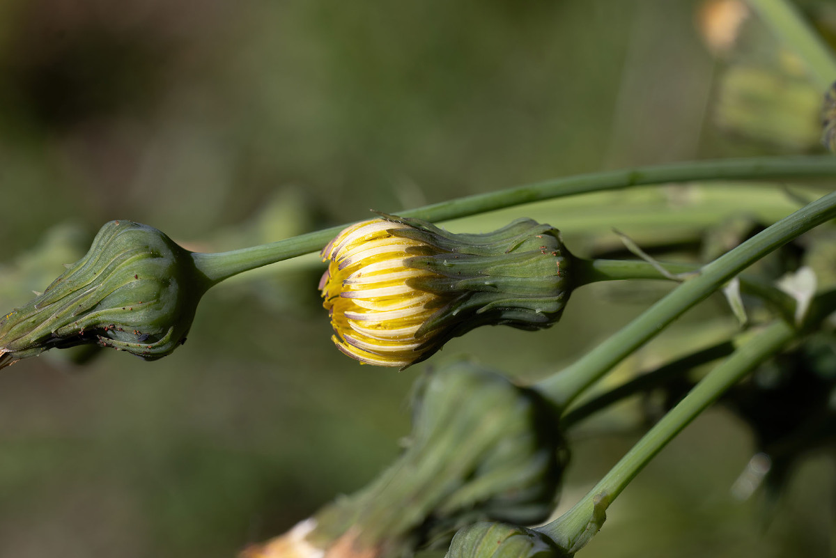 Sonchus_FRAGE_9943.jpg