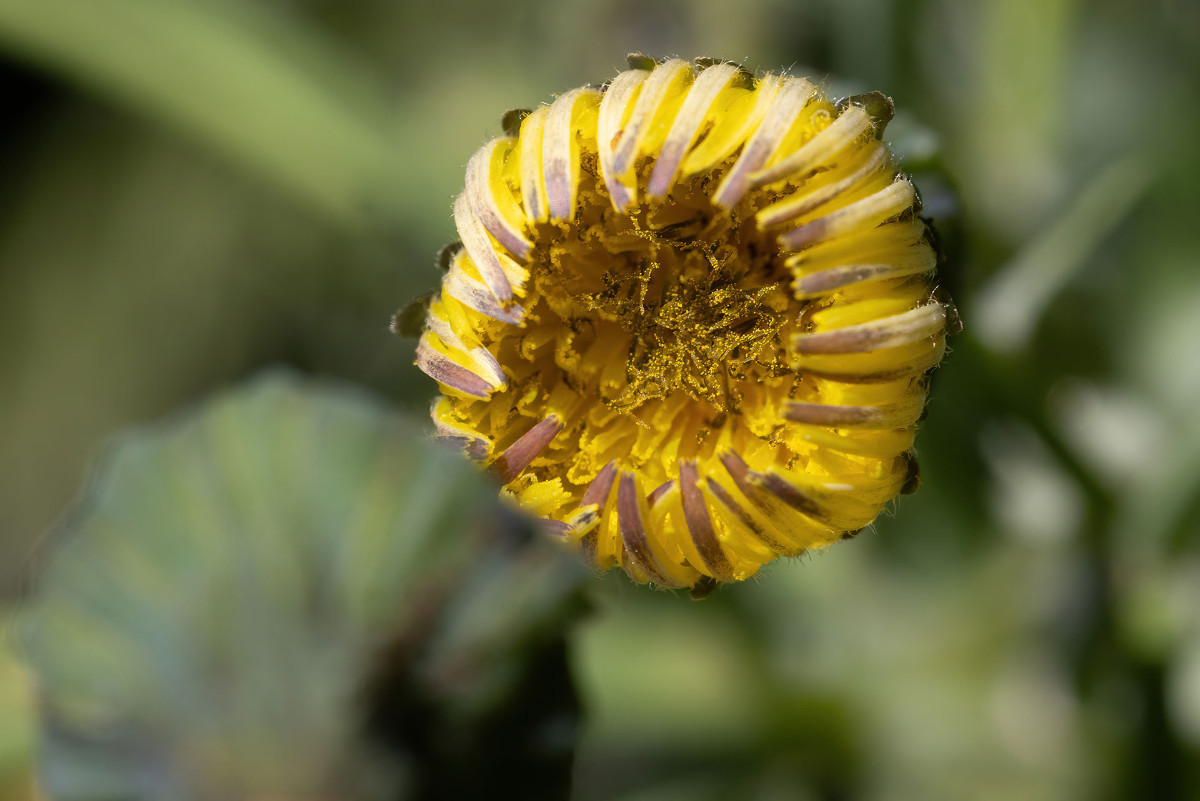 Sonchus_FRAGE_9948.jpg