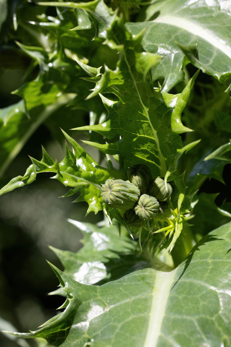 Sonchus_FRAGE_9954.jpg