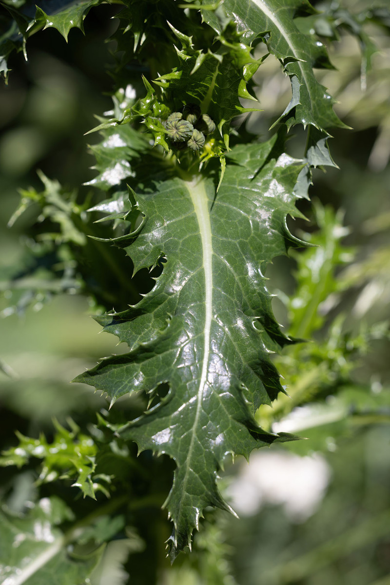 Sonchus_FRAGE_9957.jpg
