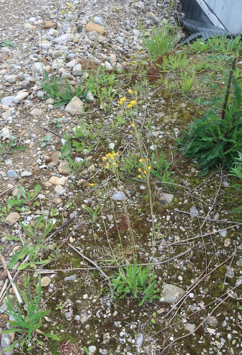 Pilosella 1_Egling_2025-06-06.jpg