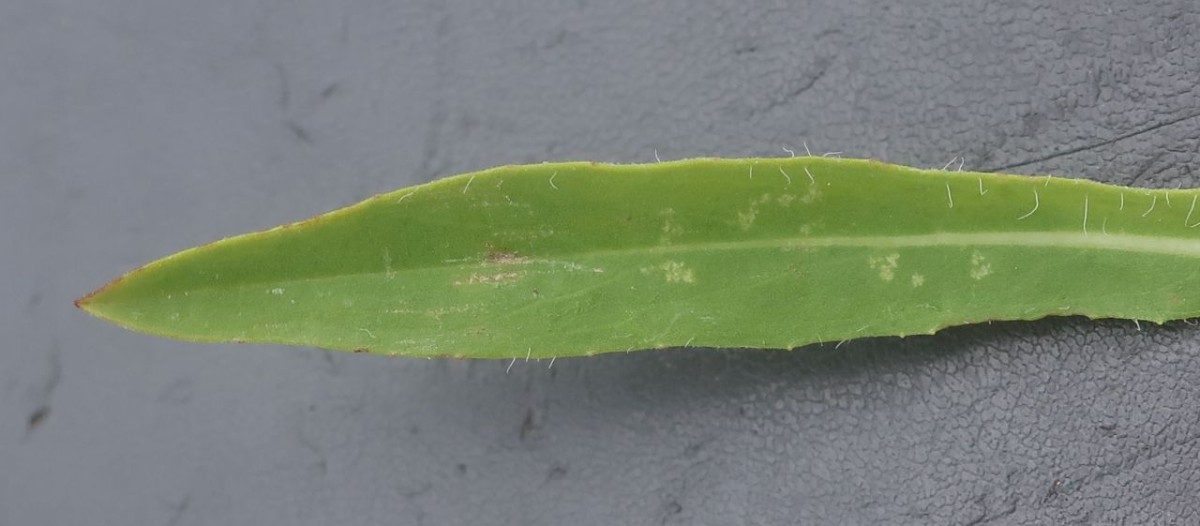 Pilosella 9_Egling_2025-06-06.jpg