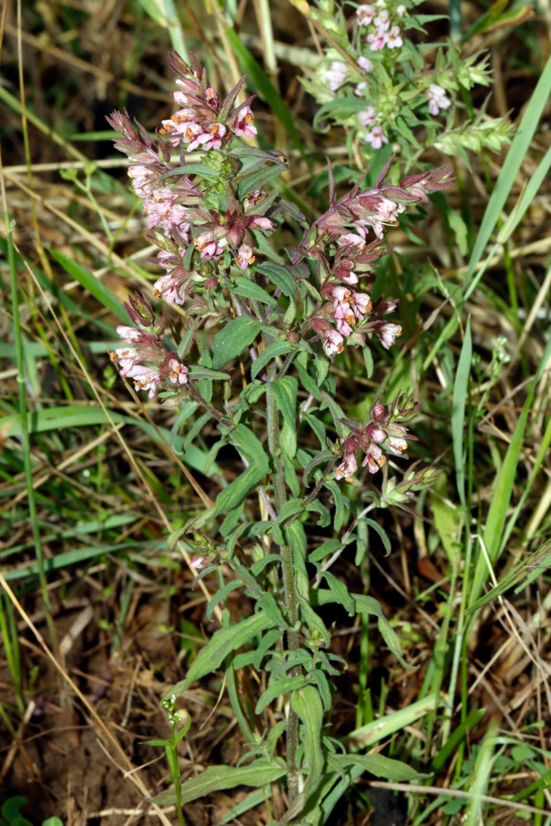 Odontites vernus Wurmberg SW Felder A02.jpg
