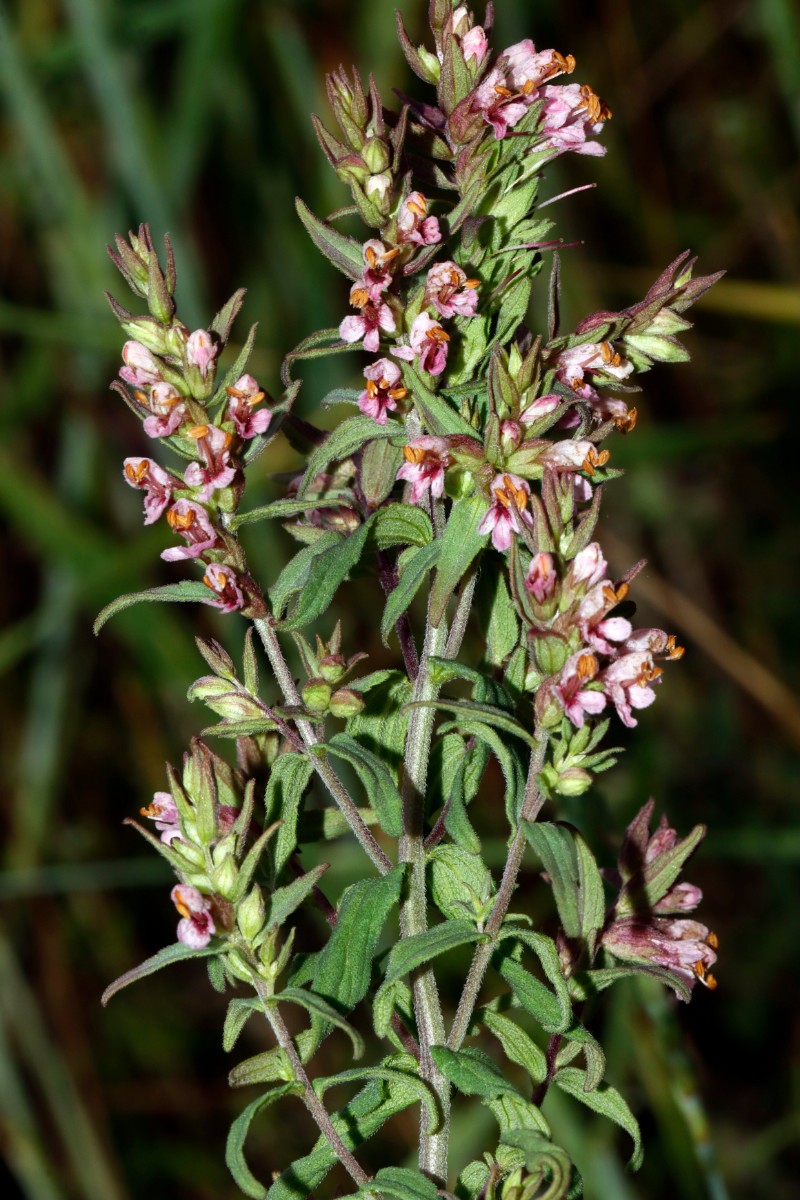 Odontites vernus Wurmberg SW Felder A05.jpg