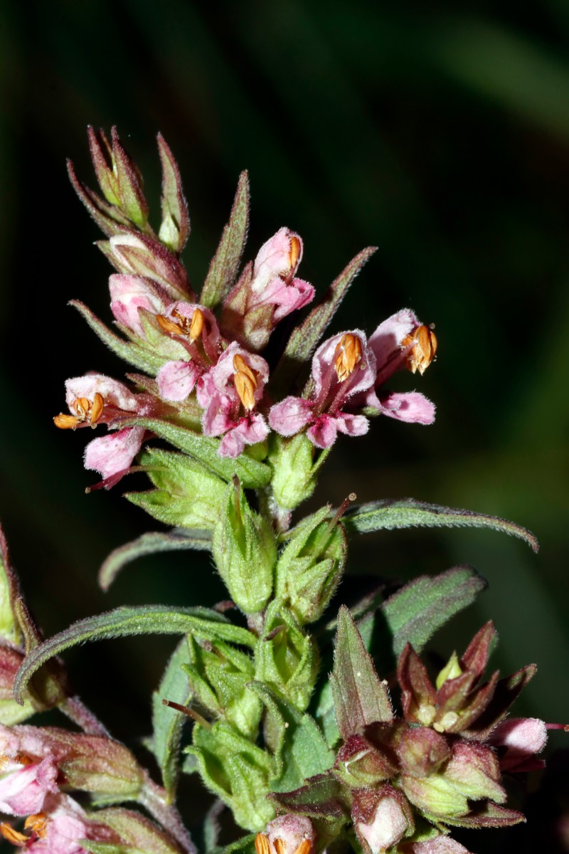 Odontites vernus Wurmberg SW Felder A10.jpg