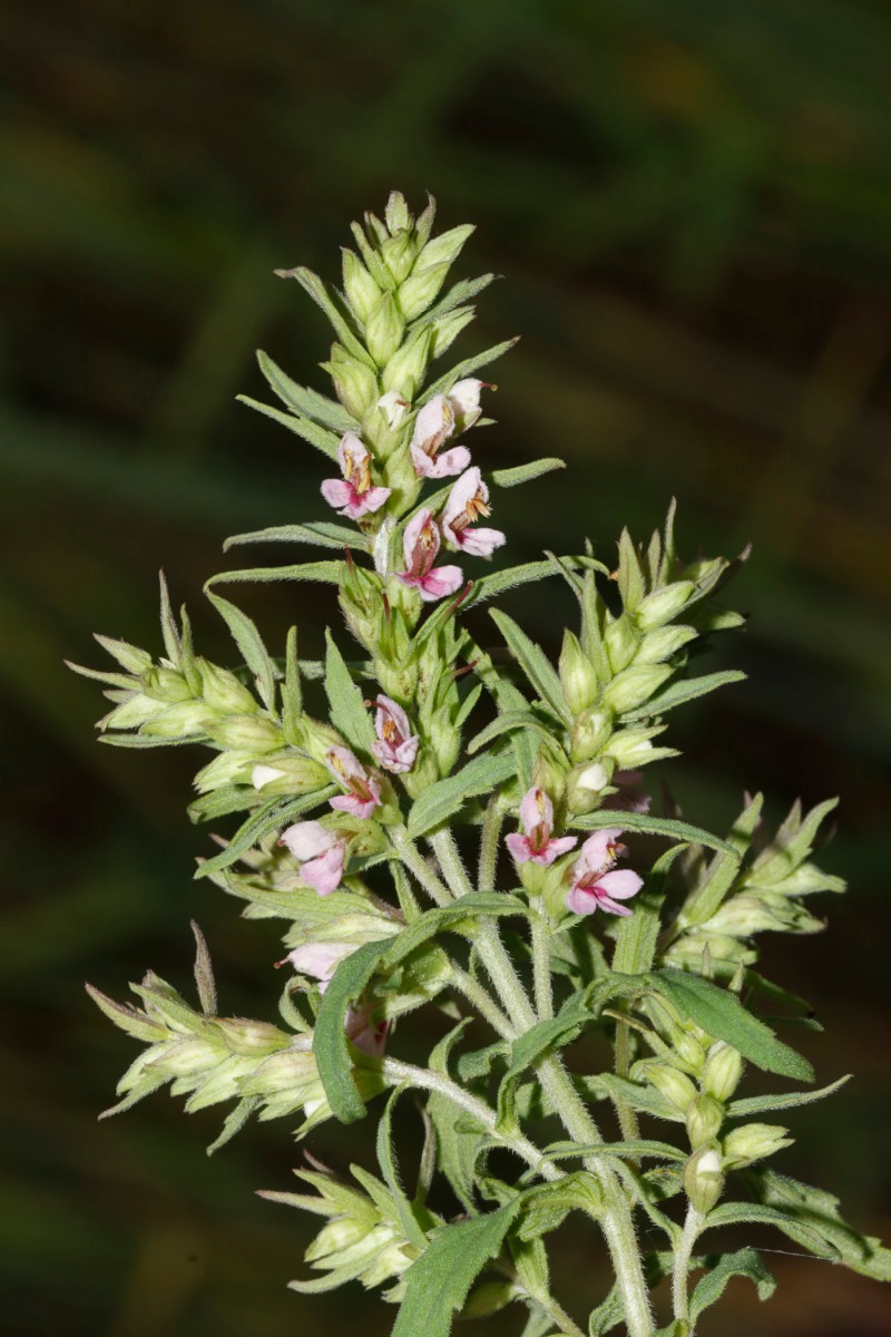 Odontites vernus Wurmberg SW Felder A19.jpg