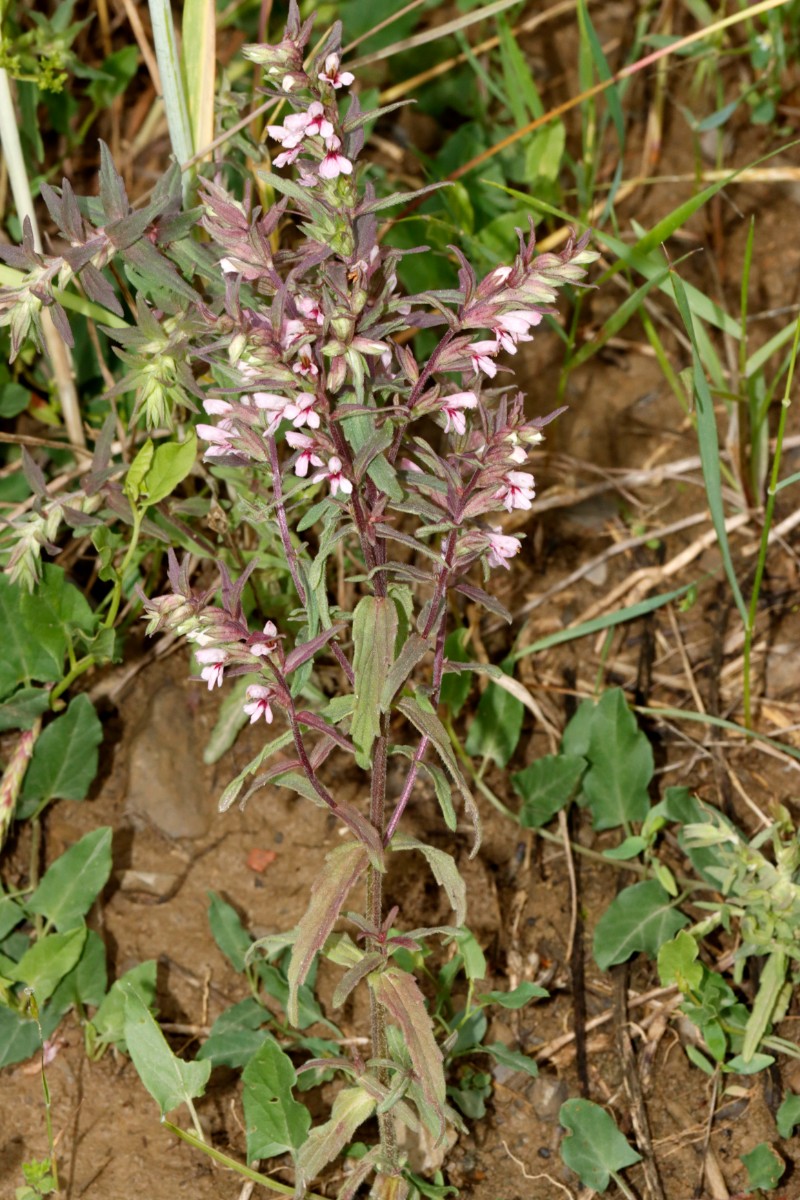 Odontites vernus Wurmberg SW Felder A25.jpg