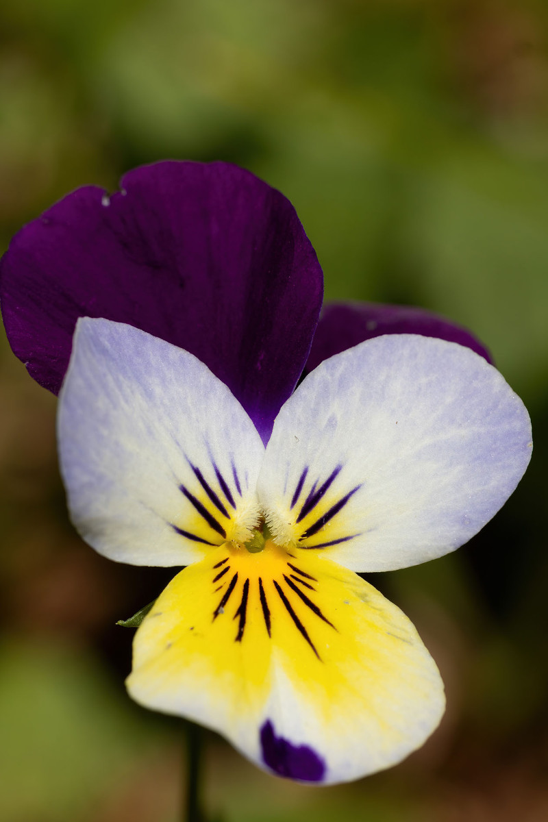Viola tricolor ssp polychroma_Voralpen-Stiefmuetterchen_0025.jpg