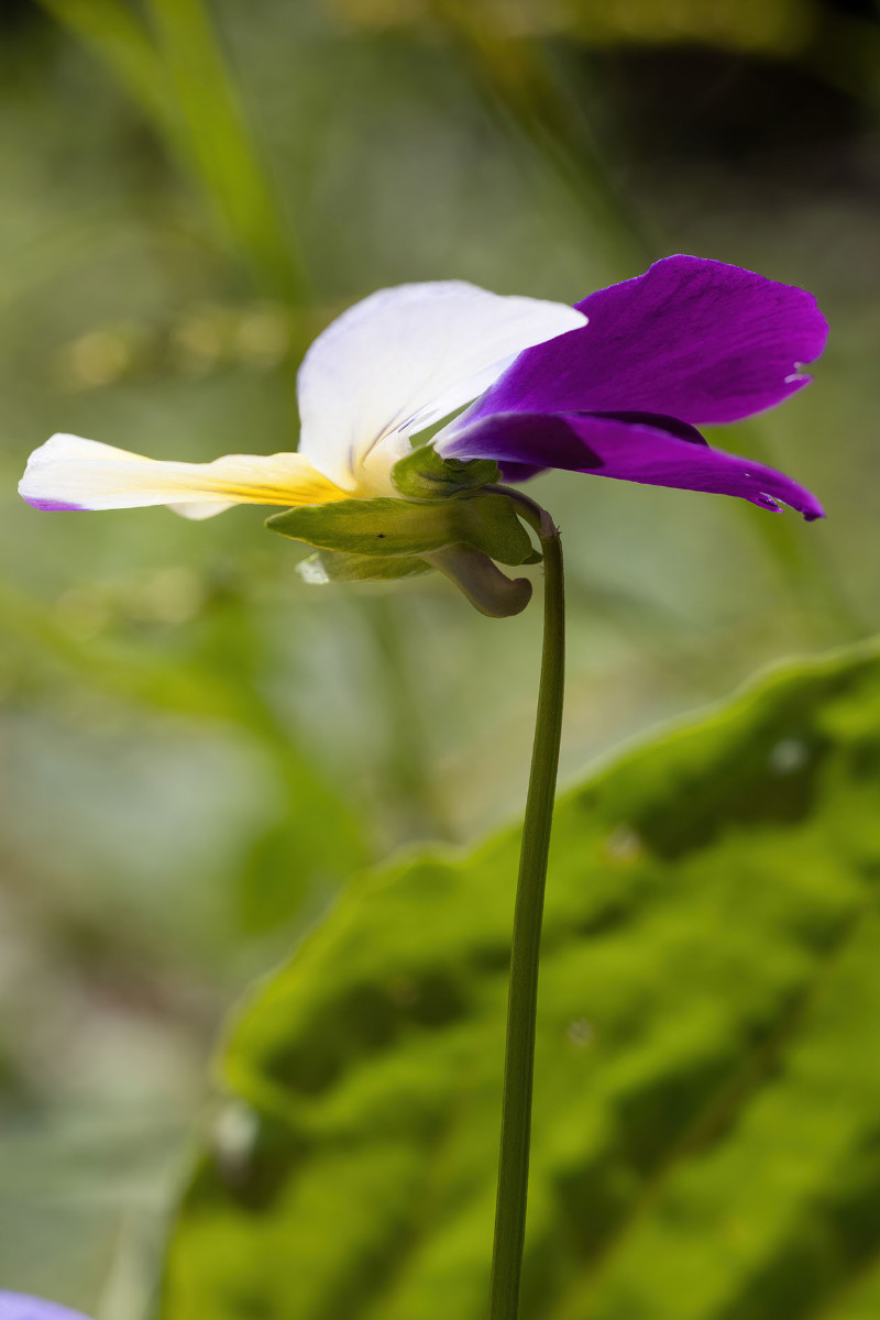 Viola tricolor ssp polychroma_Voralpen-Stiefmuetterchen_0028.jpg