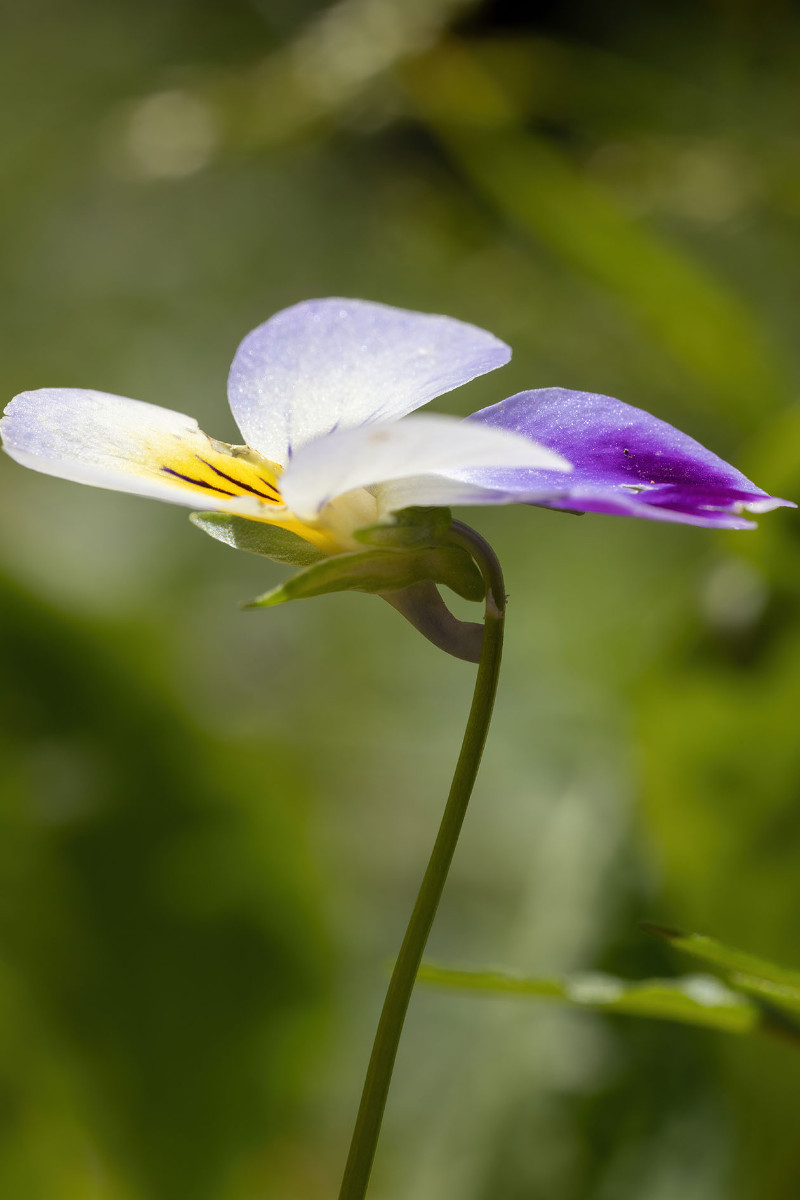 Viola tricolor ssp polychroma_Voralpen-Stiefmuetterchen_0032.jpg