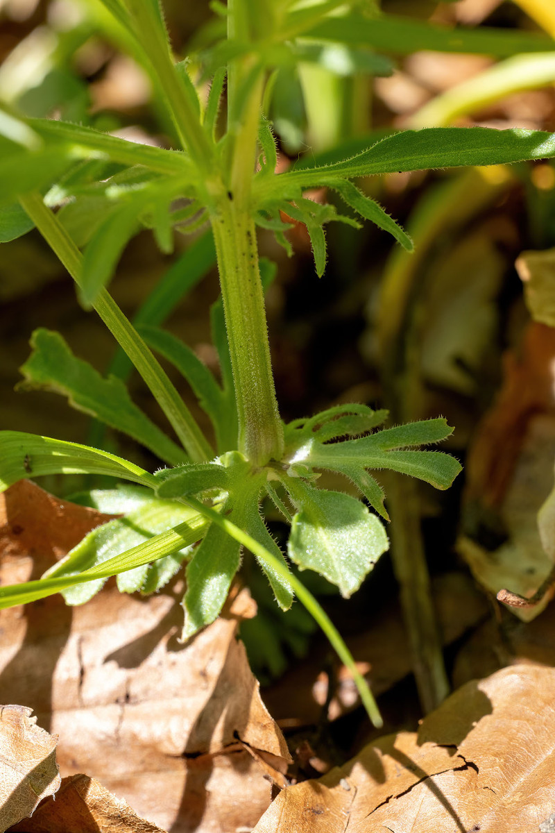 Viola tricolor ssp polychroma_Voralpen-Stiefmuetterchen_0033.jpg