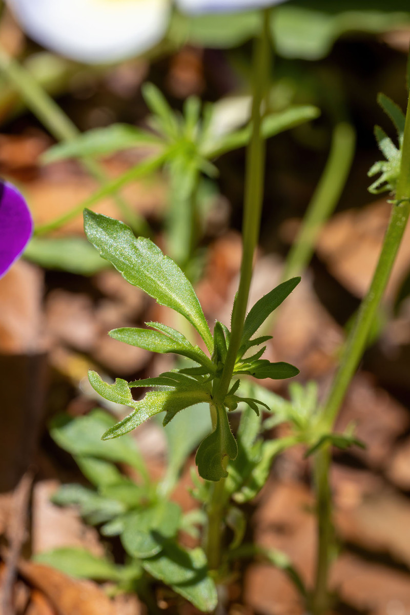 Viola tricolor ssp polychroma_Voralpen-Stiefmuetterchen_0034.jpg