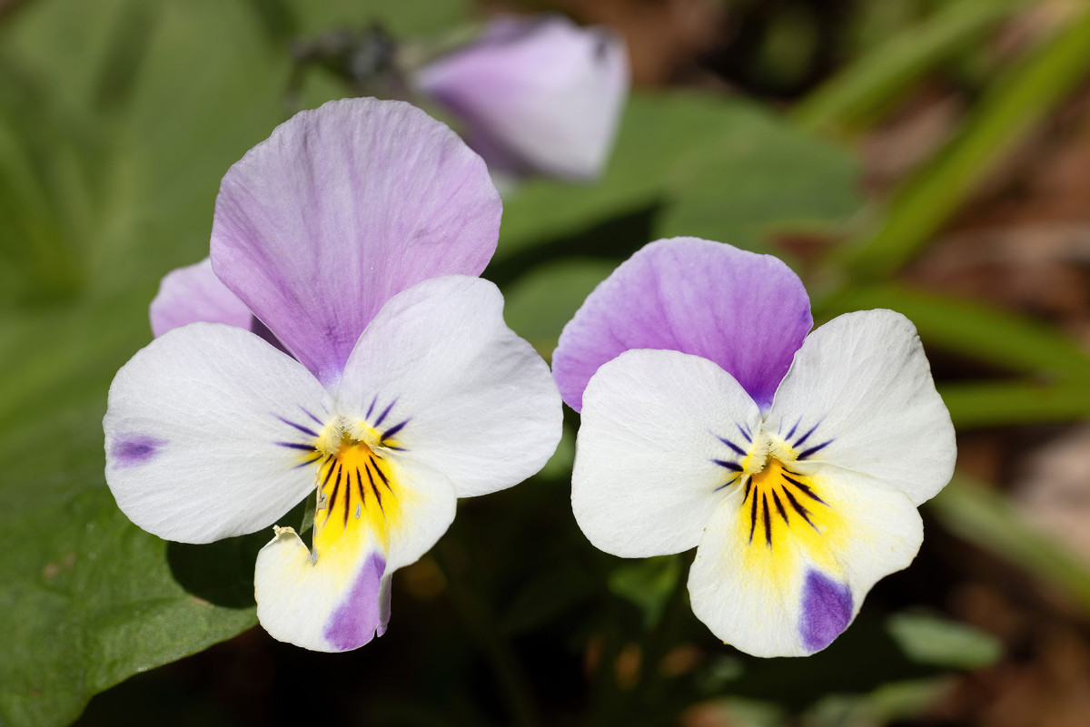 Viola tricolor ssp polychroma_Voralpen-Stiefmuetterchen_0036.jpg