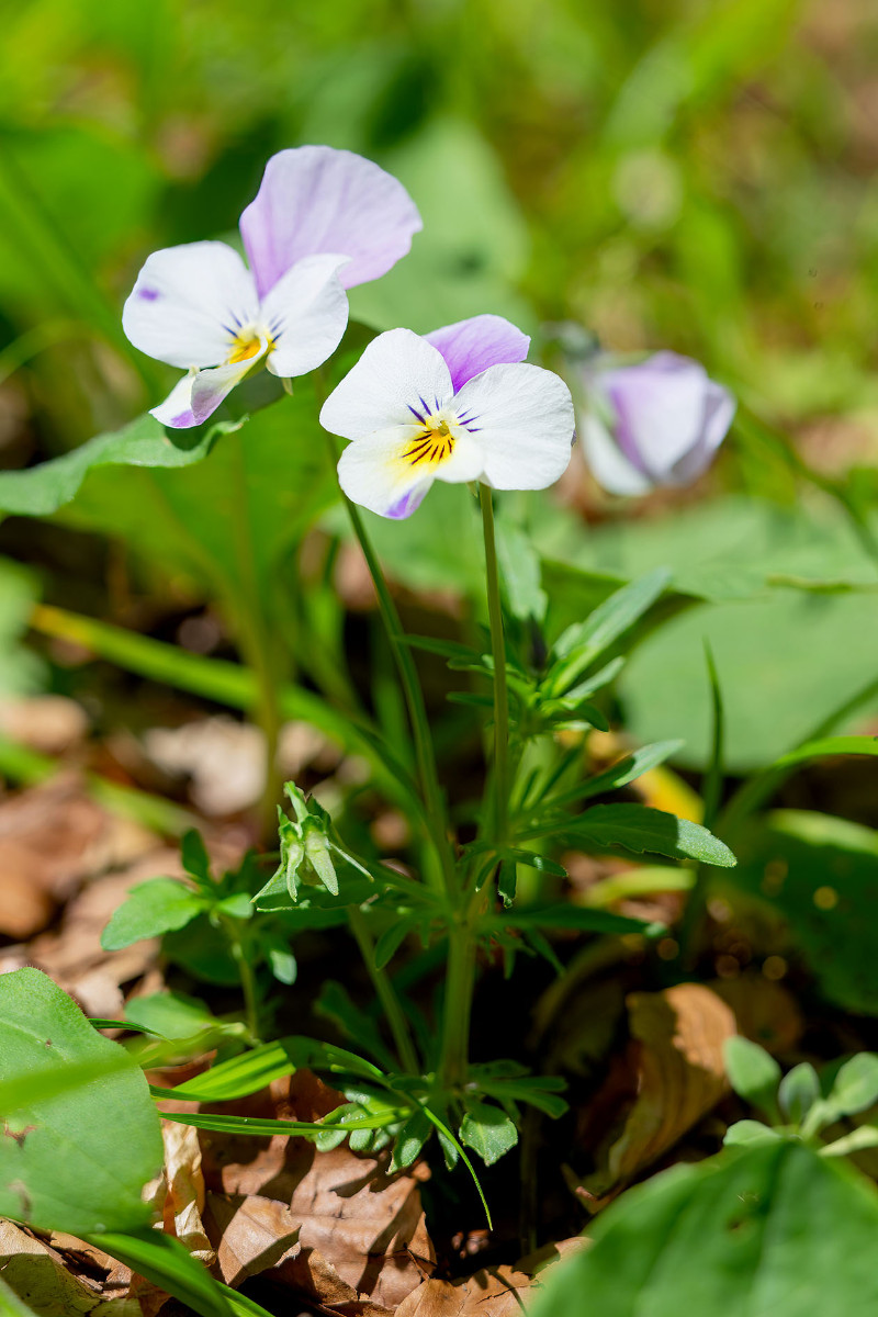 Viola tricolor ssp polychroma_Voralpen-Stiefmuetterchen_9848.jpg