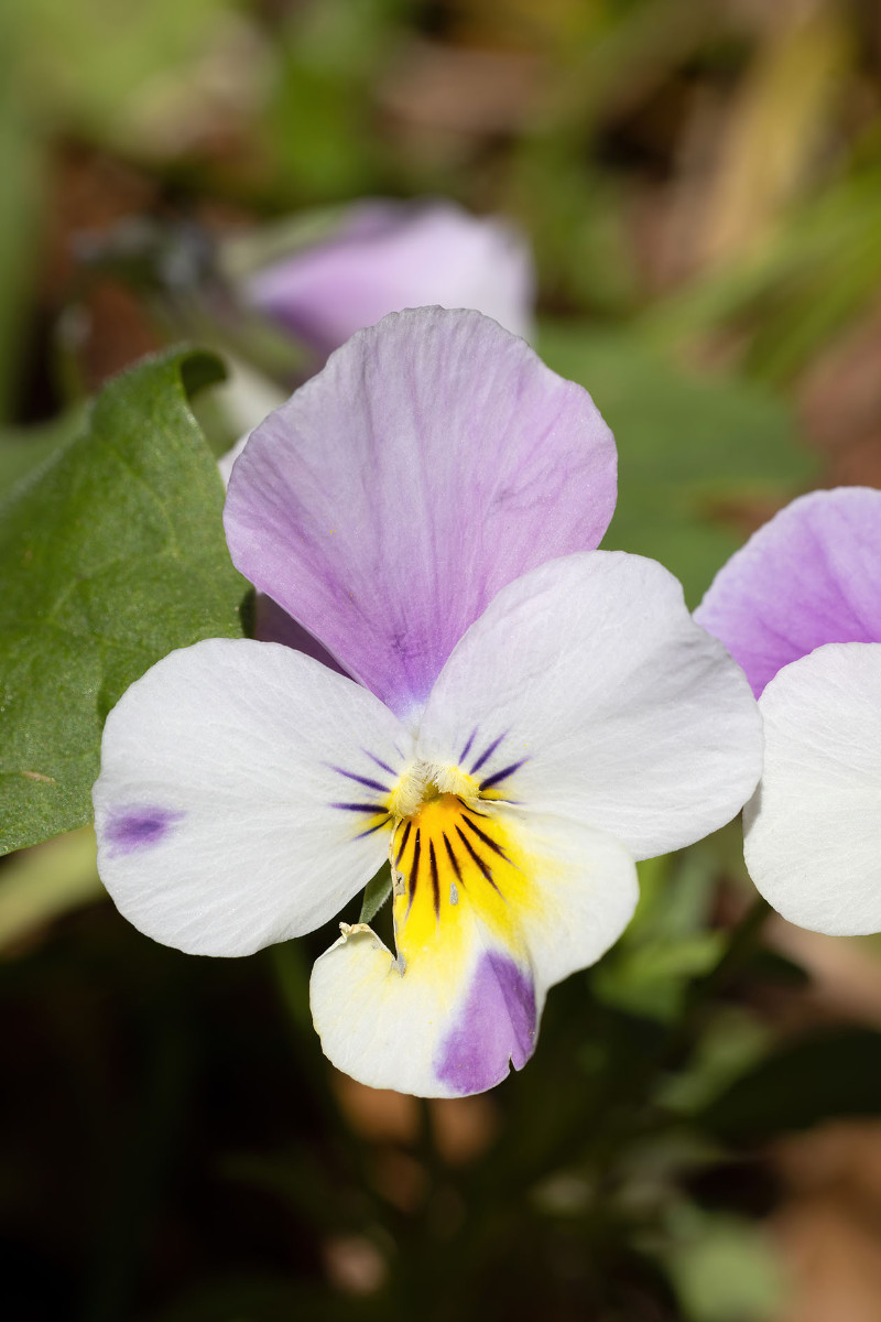 Viola tricolor ssp polychroma_Voralpen-Stiefmuetterchen_0046.jpg