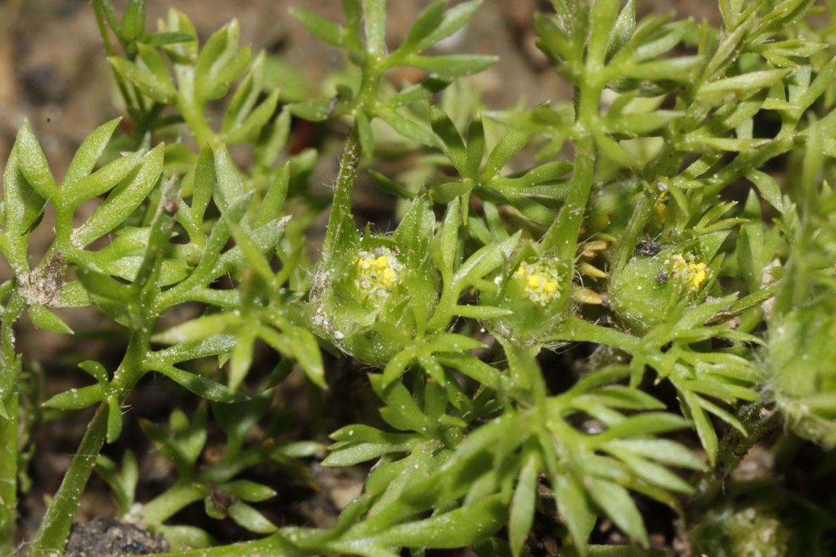 Soliva sessilis BadBellingen 25 A03.jpg