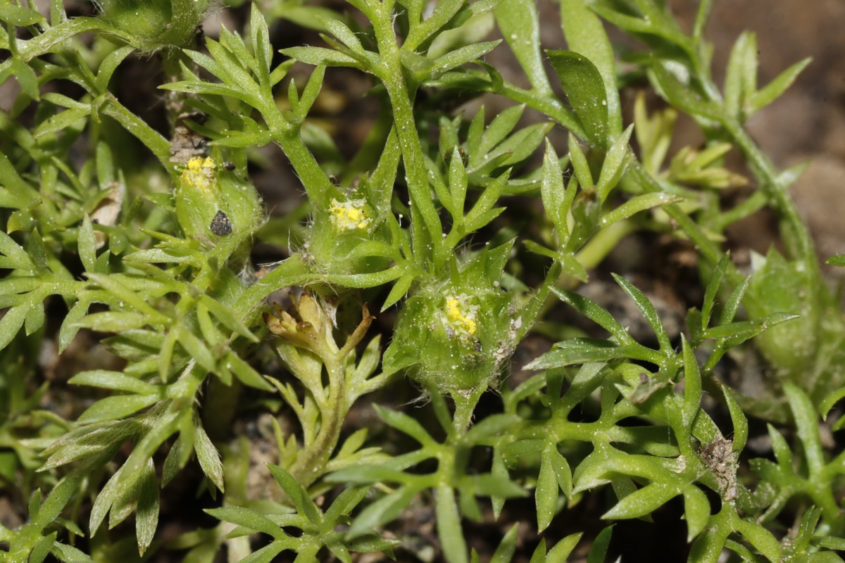 Soliva sessilis BadBellingen 25 A08.jpg