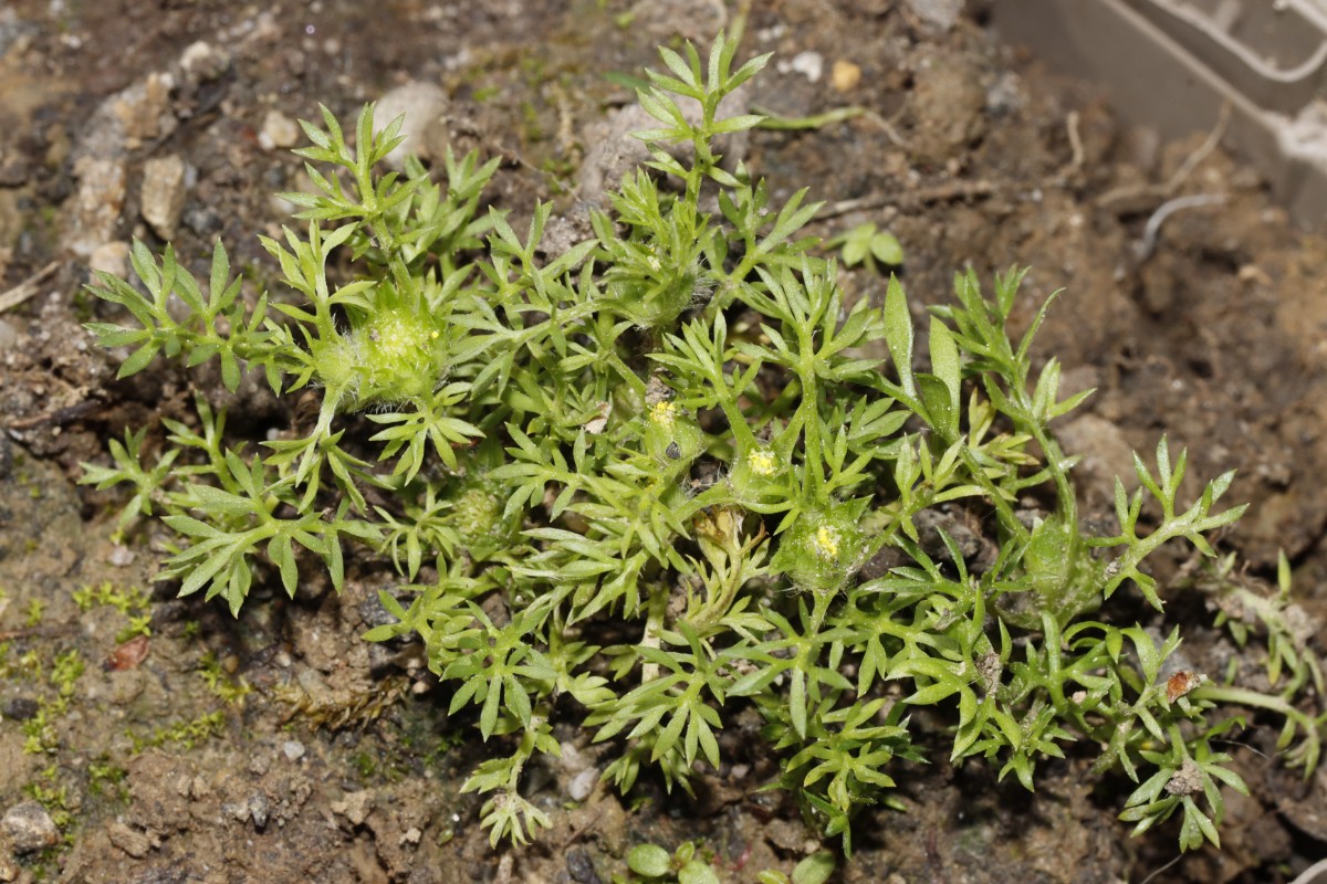 Soliva sessilis BadBellingen 25 A11.jpg