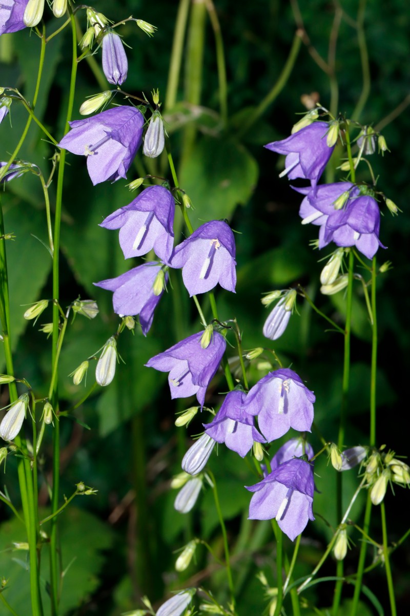 Campanula baumgartenii GartenWe ex Schönhofer A3.jpg