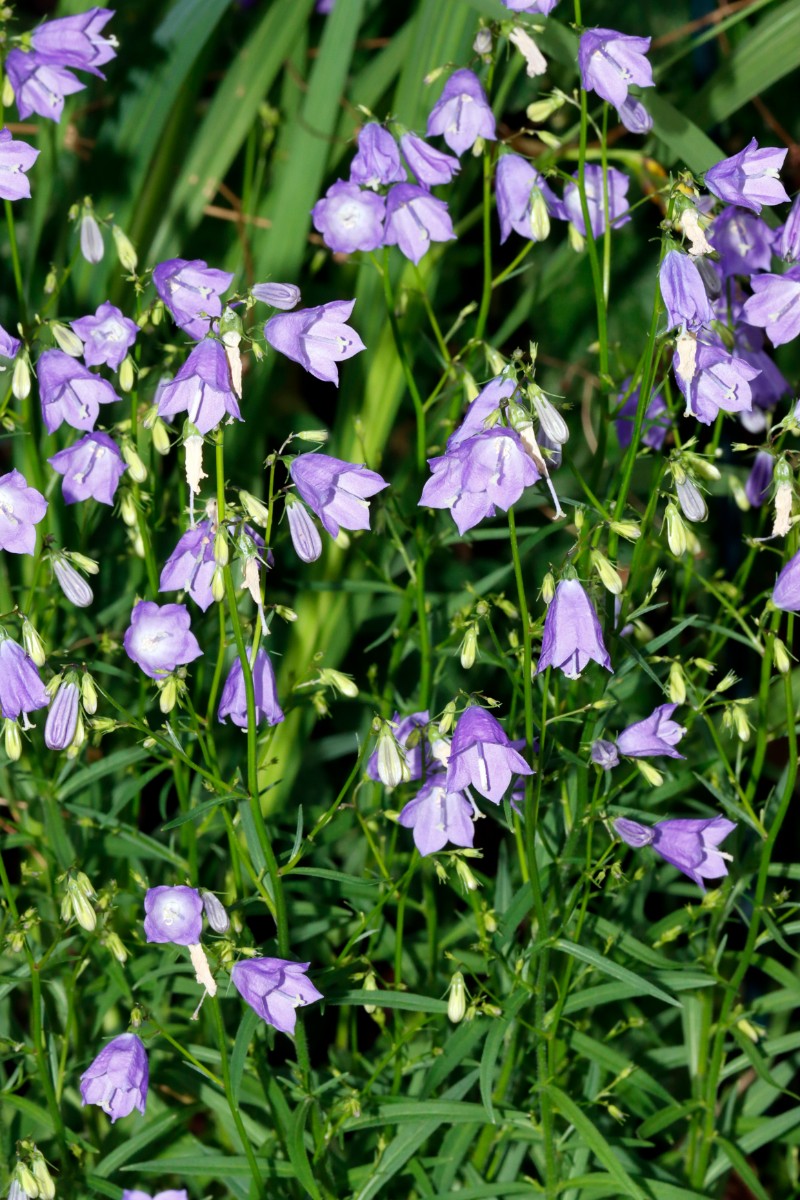Campanula baumgartenii GartenWe22 ex Schönhofer A02.jpg
