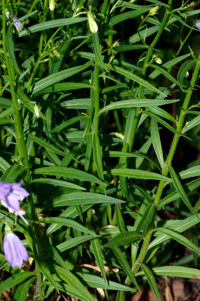 Campanula baumgartenii GartenWe22 ex Schönhofer A06.jpg