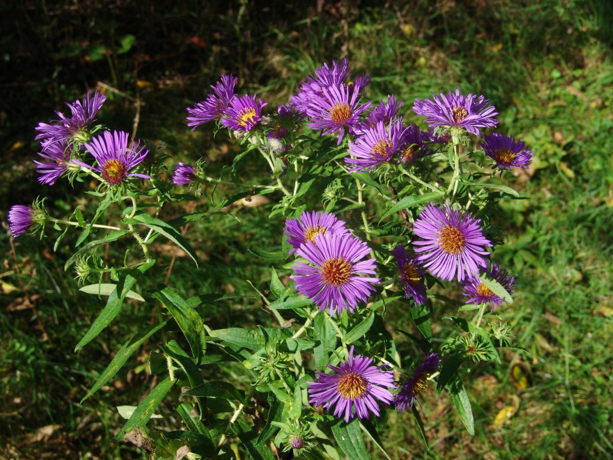 Symphyotrichum novae-angliae SpringCreek SCE CentCo G44.jpg