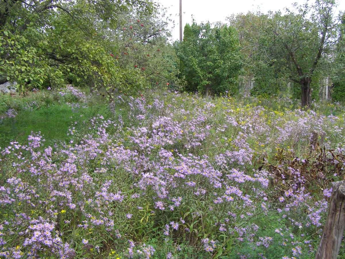 P1010097.JPG