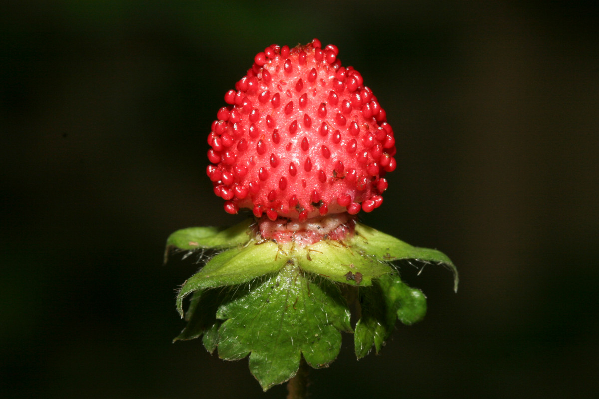 1127_05_Indische Scheinerdbeere_Duchesnea indica.JPG