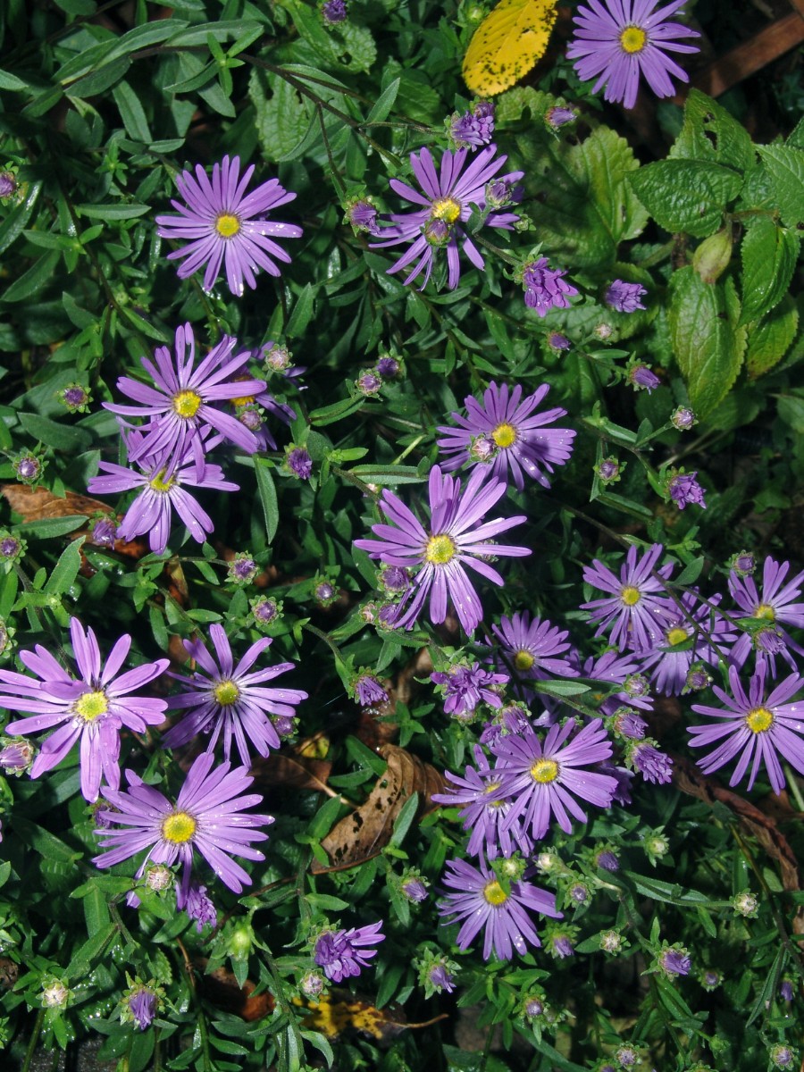 Aster amellus GartenWeiherberg 2013 G2.jpg