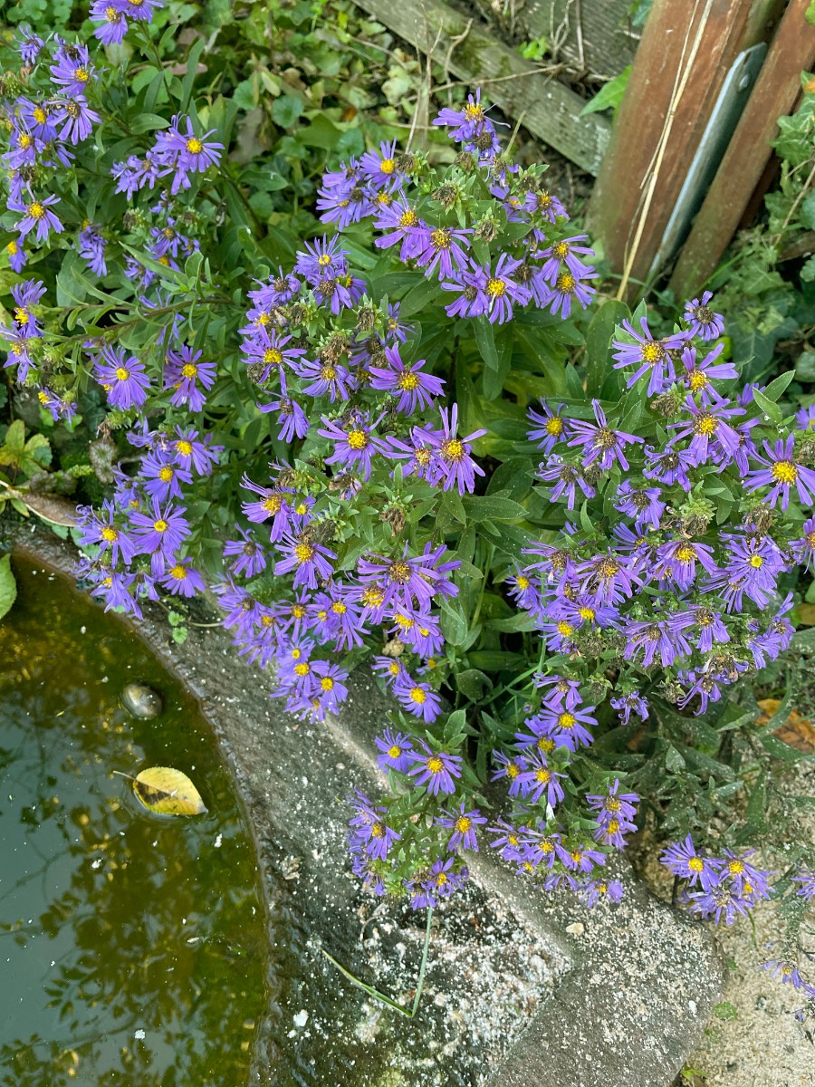 Aster amellus Zierform GartenWe2022 I1.jpg