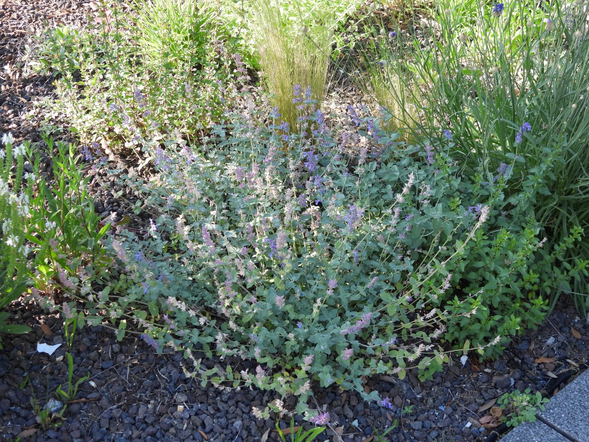 DSCN9910.JPG