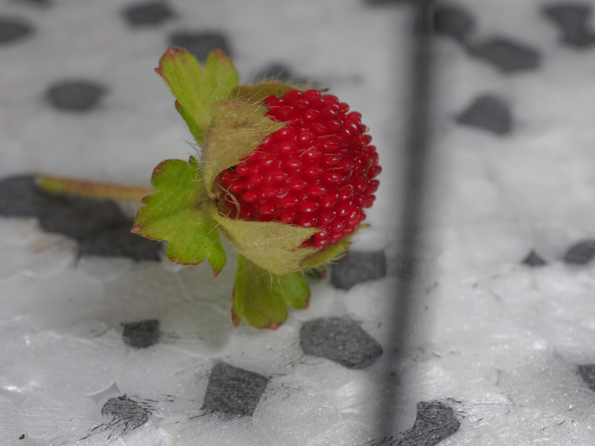 P6122774_DxO.jpg