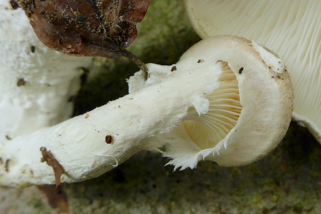 Pleurotus dryinus_aufreißendes Velum_09-2017.jpg