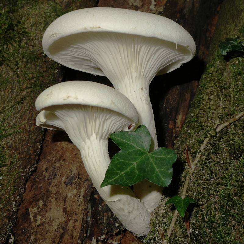 Pleurotus dryinus_geblitzt_09-2017.jpg